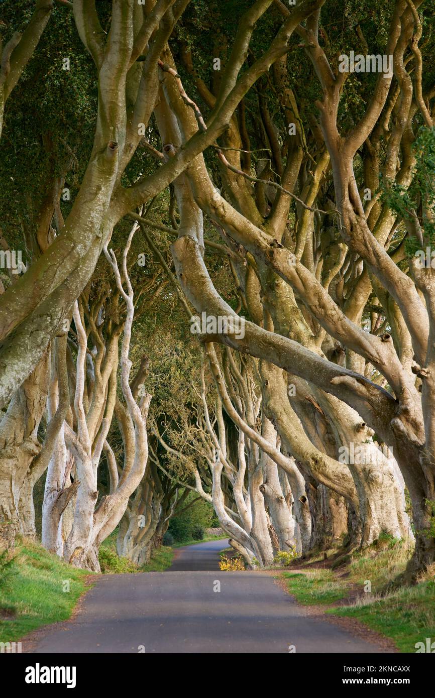 mystic, sinistre avenue de Dark Hedges County Antrim en Irlande du Nord, Royaume-Uni Banque D'Images