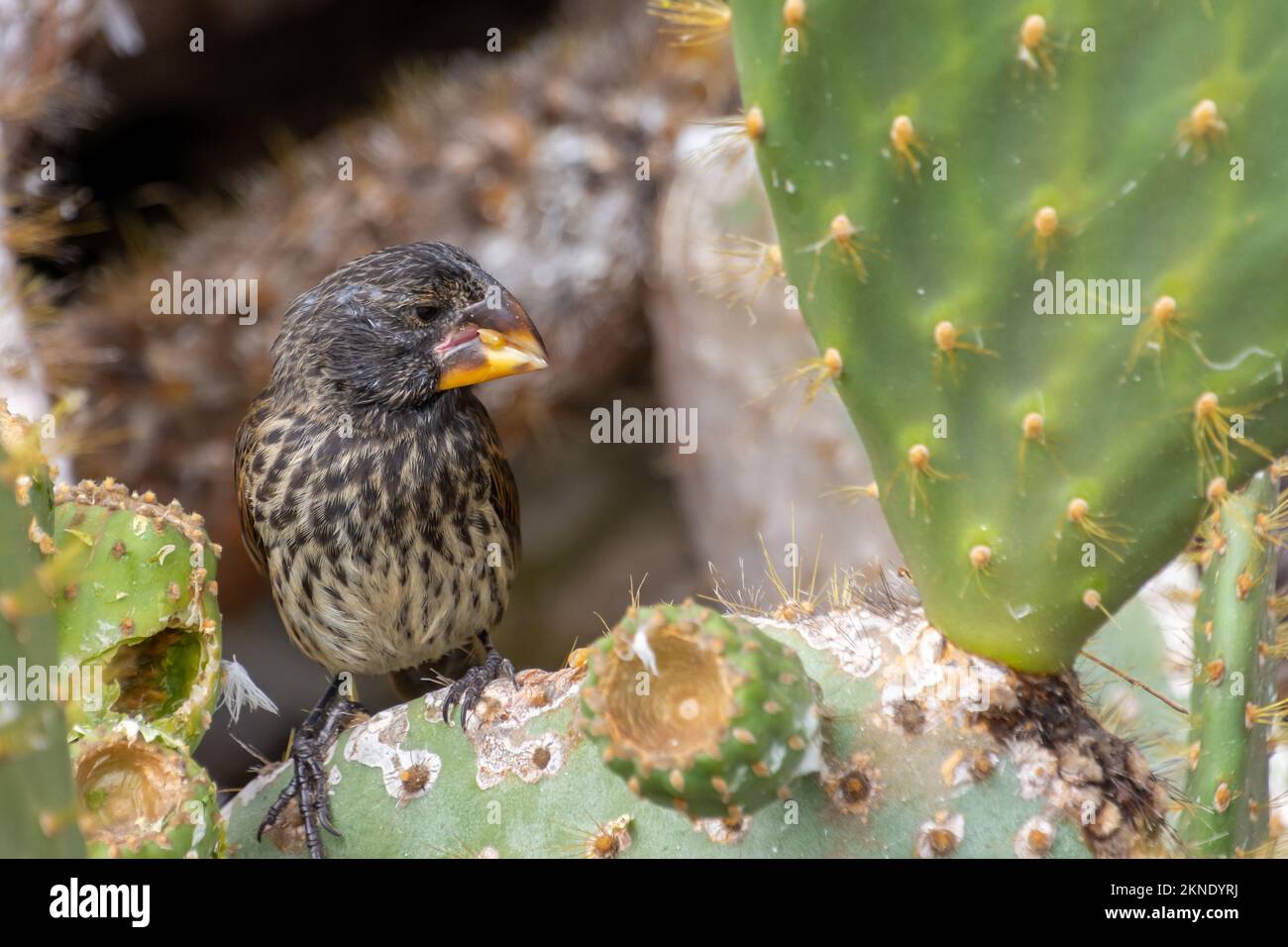 Un finch de cactus, manger sur une fleur de cactus dans le parc national de Galapagos, Equateur. Banque D'Images
