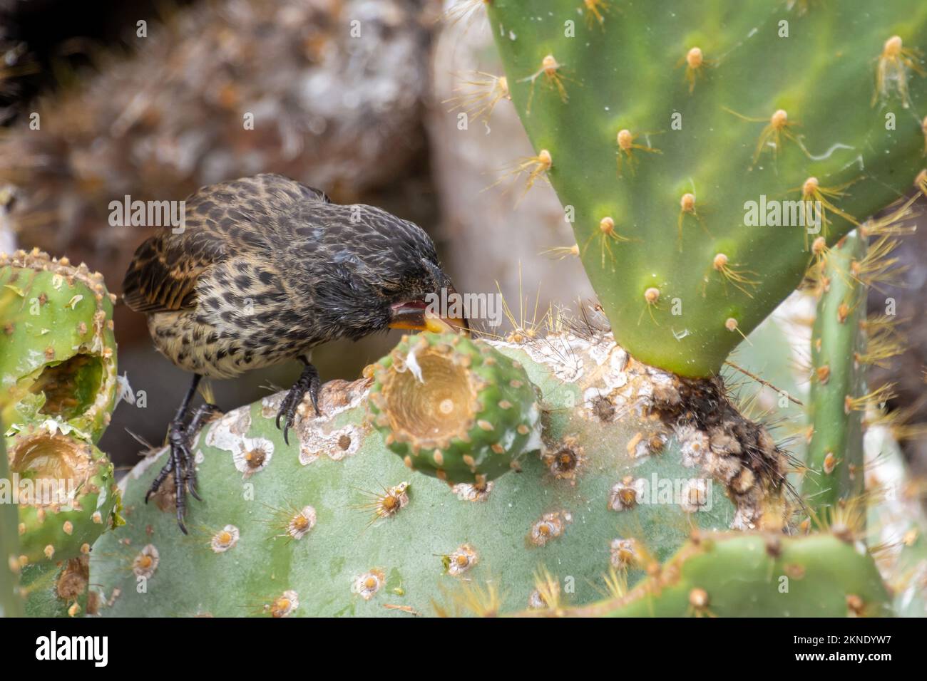 Un finch de cactus, manger sur une fleur de cactus dans le parc national de Galapagos, Equateur. Banque D'Images