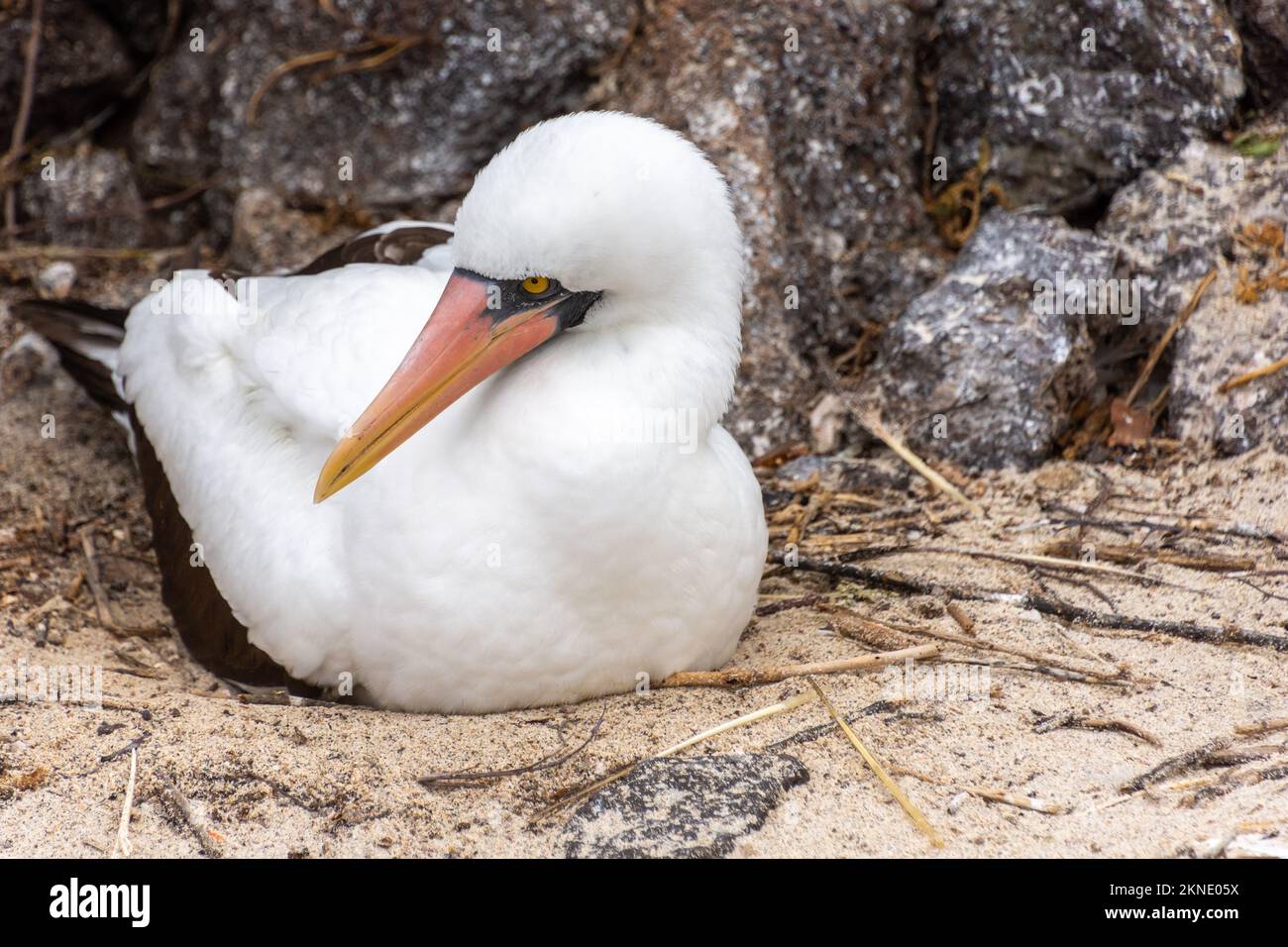 Un Nazca Booby (sula granti) nichant sur l'île d'Isla Genovesa, une partie des îles Galapagos en Équateur. Banque D'Images