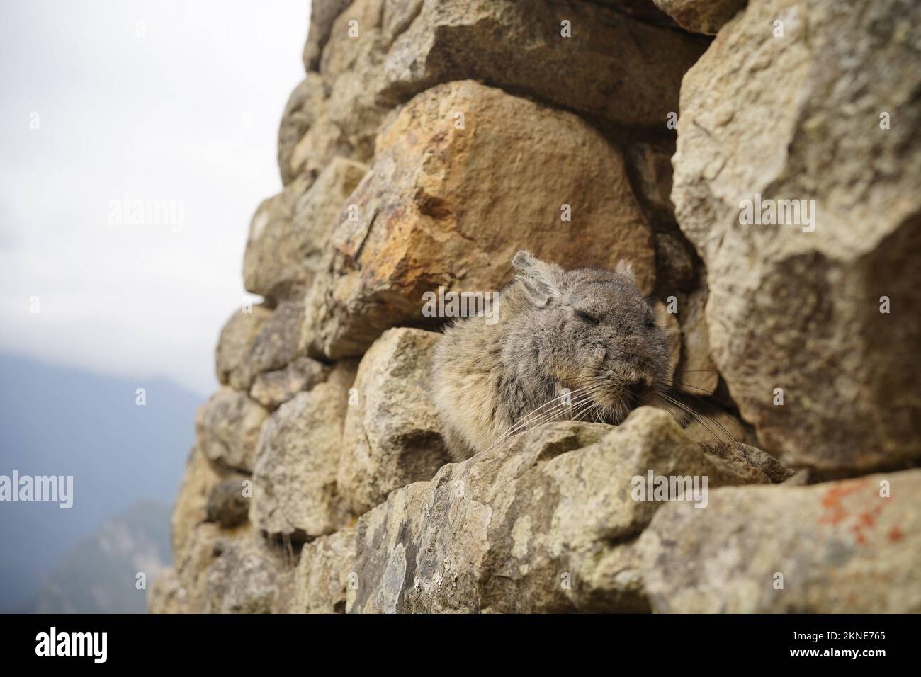 Gros plan du rongeur de Viscacha dans les ruines de machu picchu. Banque D'Images