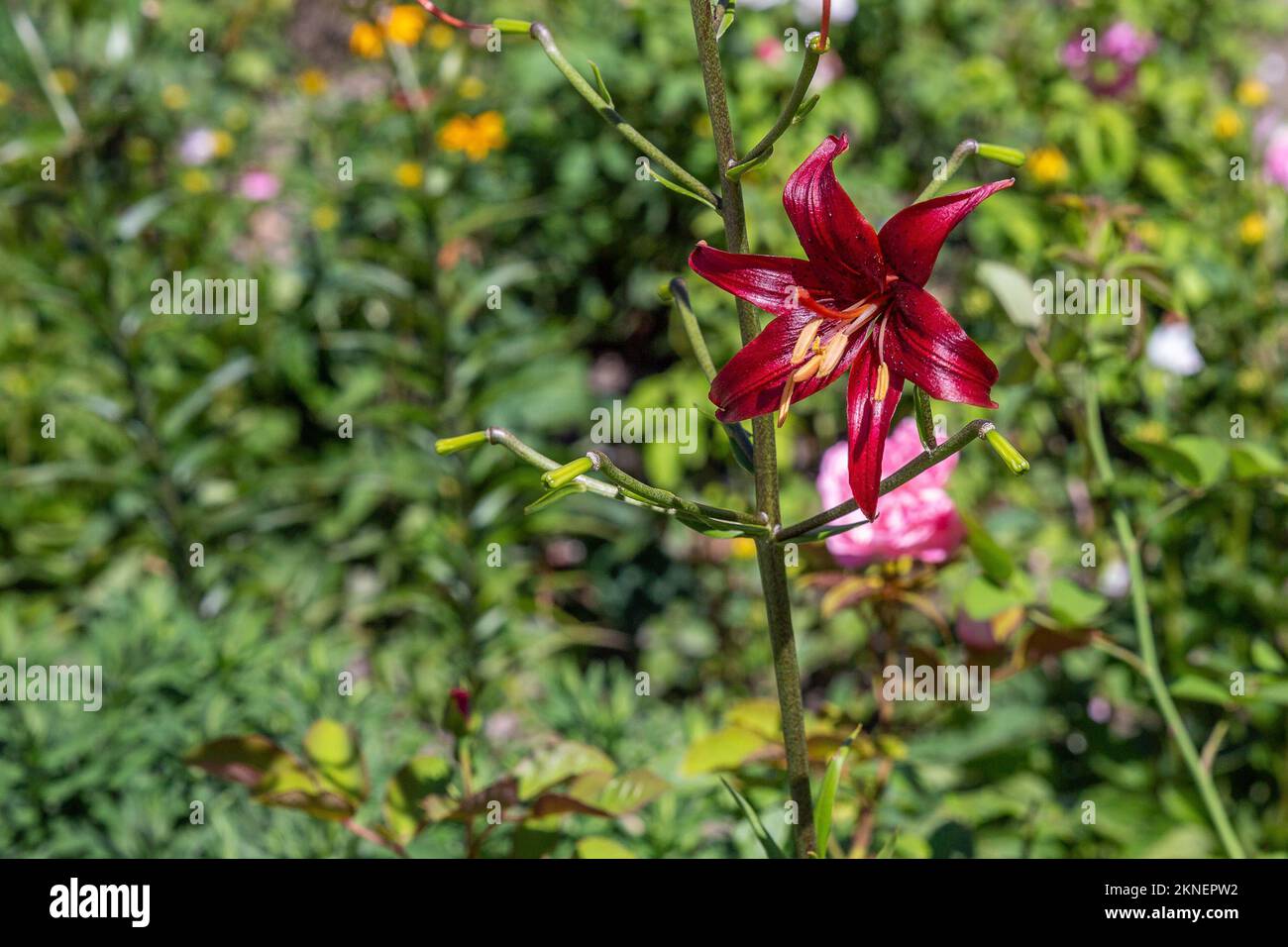 Le magnifique nénuphar rouge en pleine floraison Banque D'Images