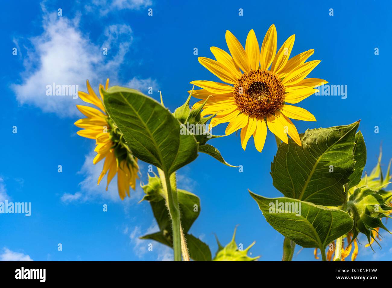 la splendide fleur de tournesol à la hauteur de sa fleur Banque D'Images