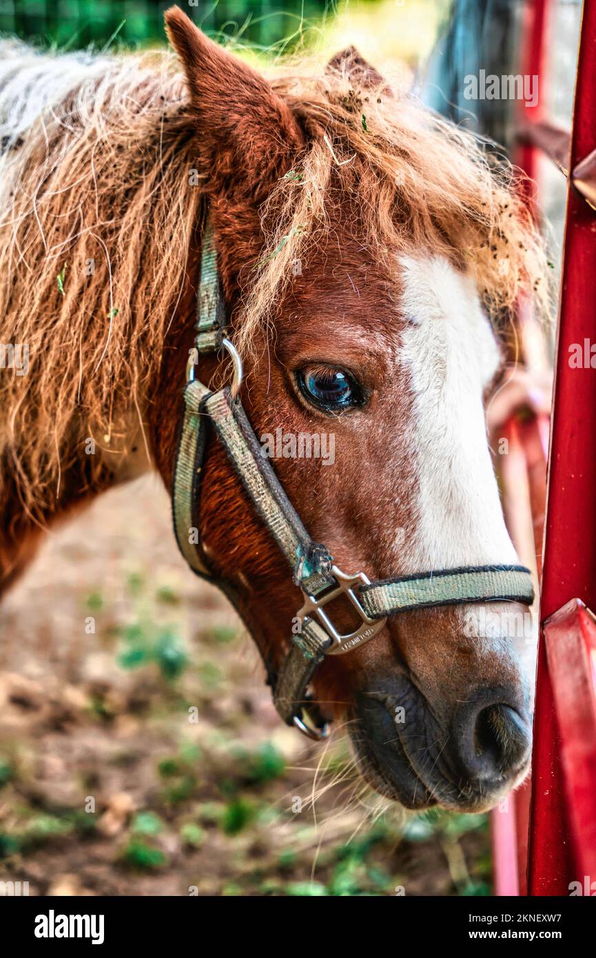 Un gros plan vertical d'un cheval portant un peu de cheveux bruns Banque D'Images