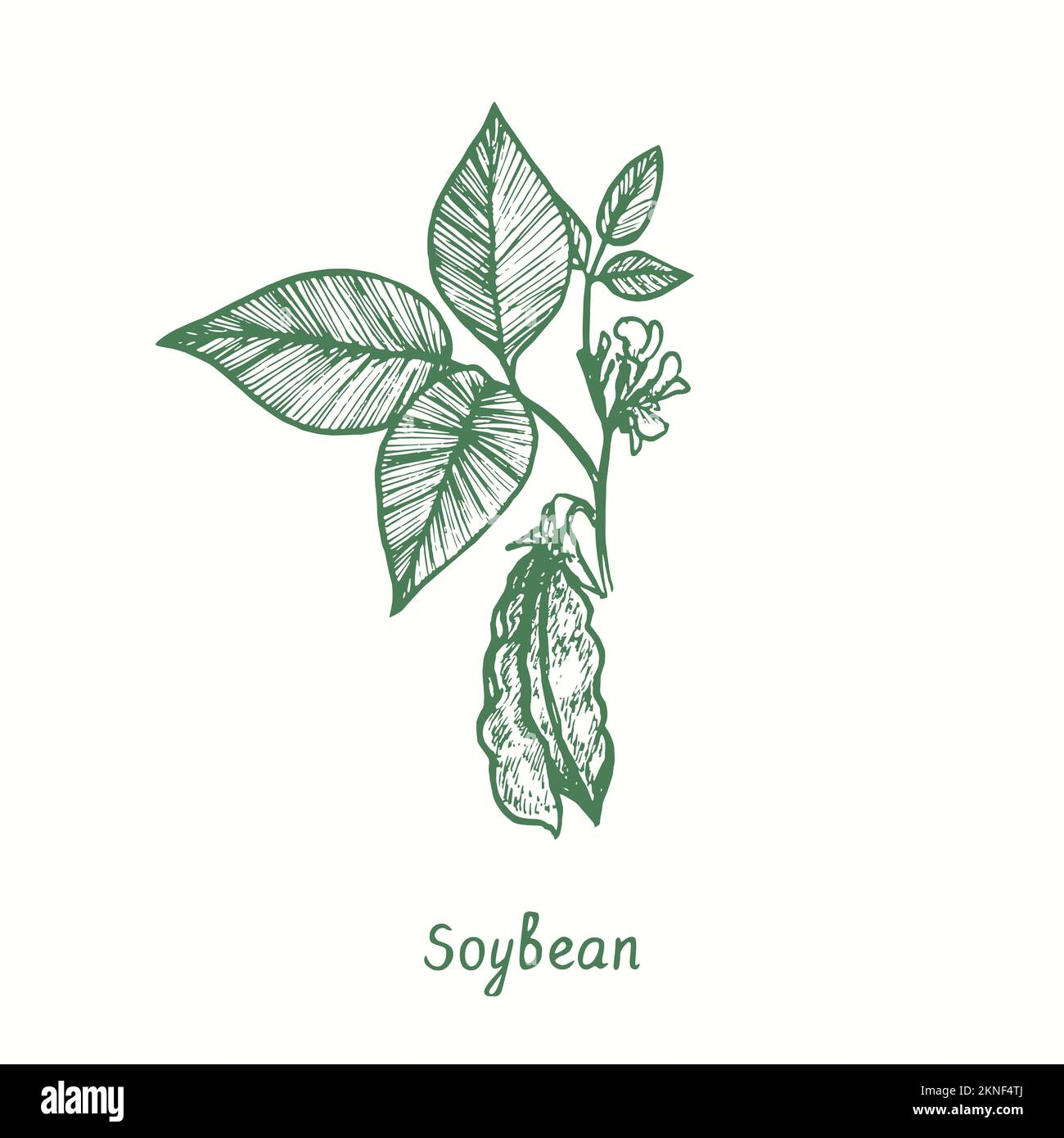 Plante de soja (Glycine max), gros plan. Dessin d'une feuille de bois noir et blanc Banque D'Images