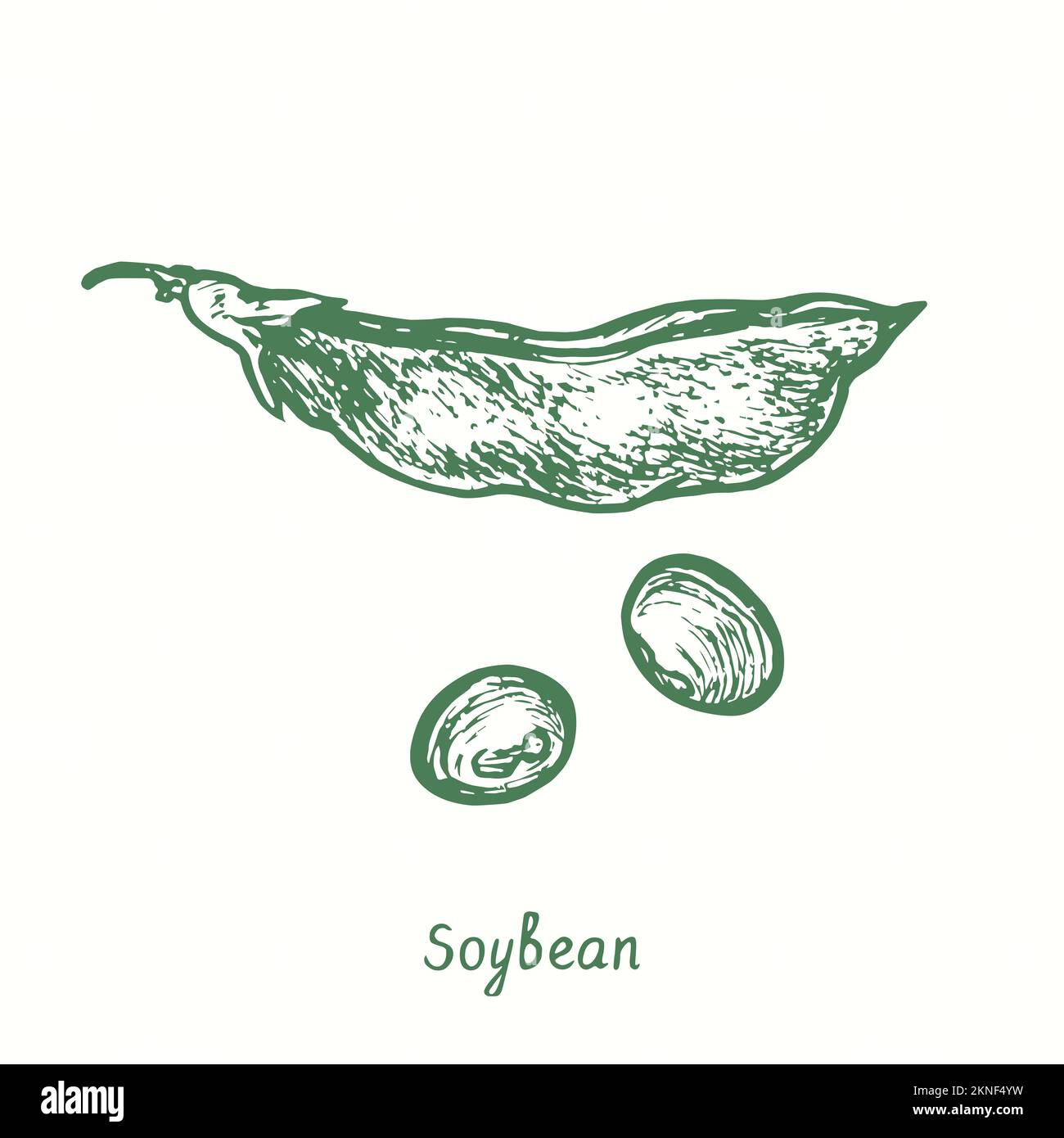 Graine de soja (Glycine max), gousse fermée et grains. Dessin d'une feuille de bois noir et blanc Banque D'Images