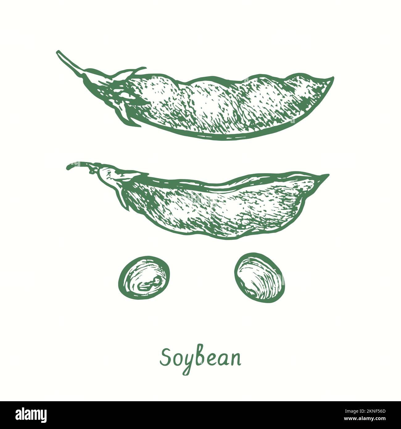 Soja (Glycine max), gousse fermée et ouverte, grains. Dessin d'une feuille de bois noir et blanc Banque D'Images