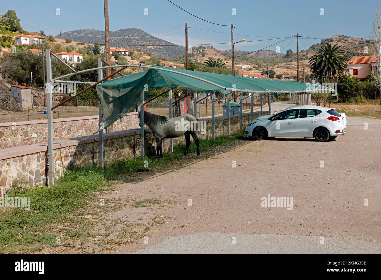 Beau cheval gris dapple attaché amusamment à l'ombre 'garé' dans un parking à côté d'une voiture Lesbos Scenes, septembre / octobre 2022. Banque D'Images