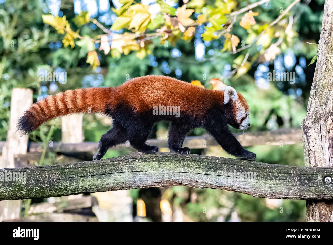 Un panda rouge, Ailurus fulgens, marchant sur une branche Banque D'Images