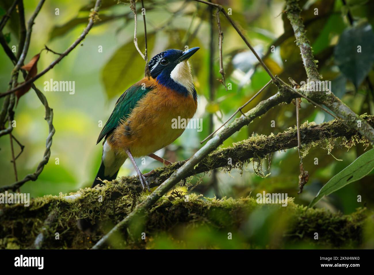 Pitta-comme Ground-Roller - Atelornis pittoides oiseau coloré dans la famille de Ground Roller Brachypteraciidae endémique à Madagascar, Blue orange et gre Banque D'Images