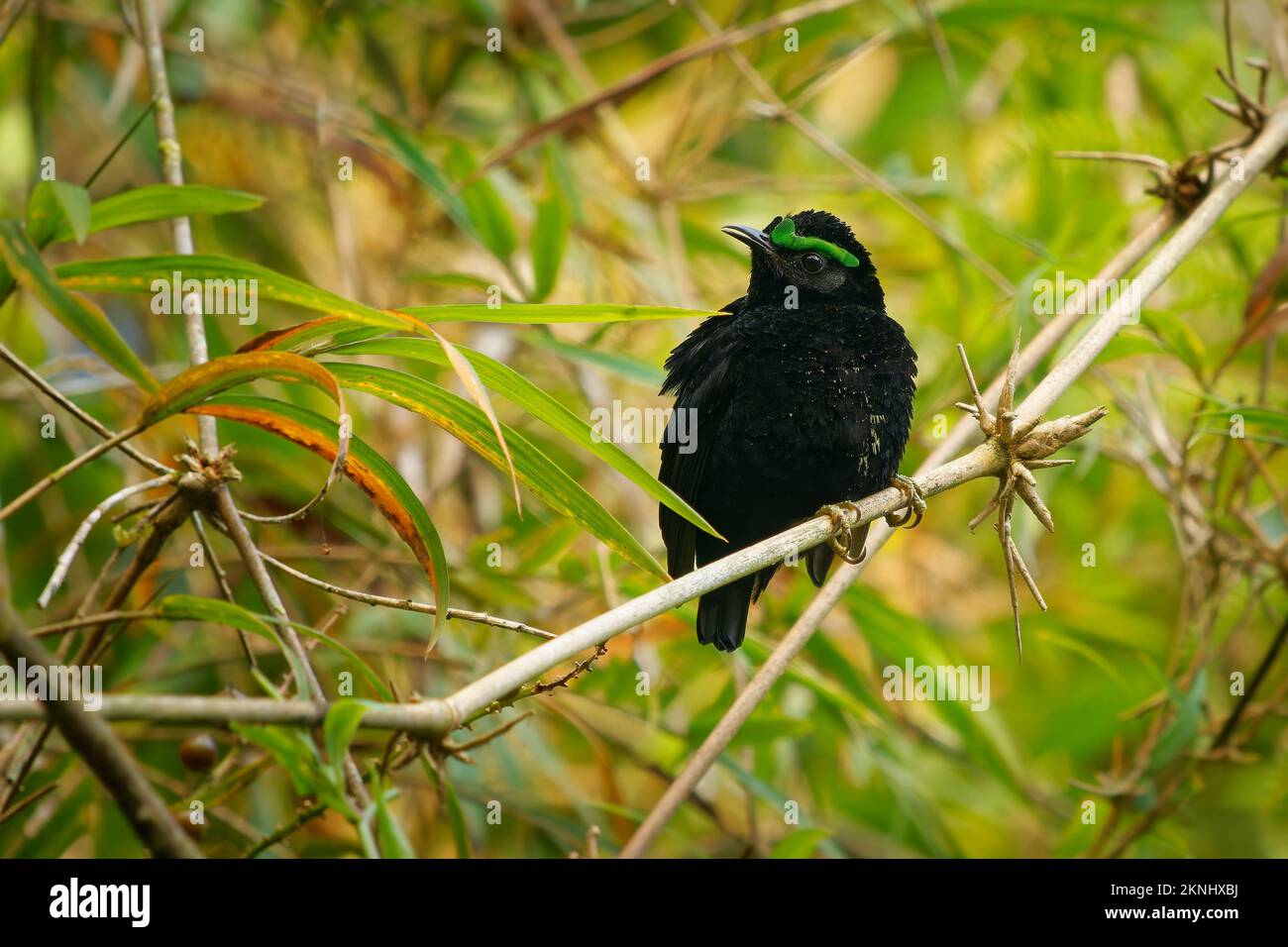 Velvet Asity - Philepitetta castanea oiseau noir avec le front vert de l'oeil dans la famille Philepittidae, endémique à Madagascar, subtropical ou tropical moite lo Banque D'Images