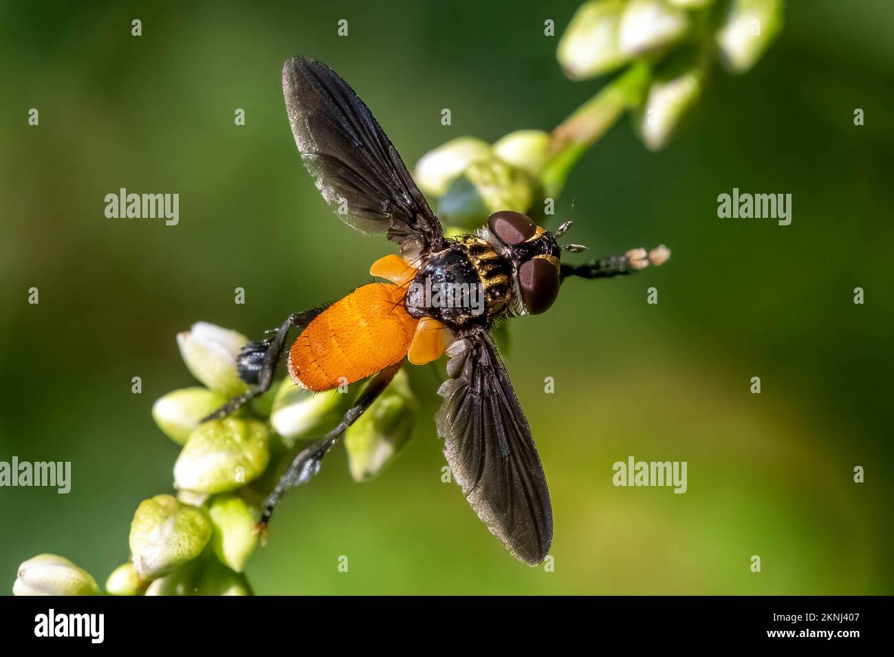 Une mouche à pattes de plume de Swift (trichopoda), un parasitoïde bénéfique et un insecte prédateur. Raleigh, Caroline du Nord. Banque D'Images