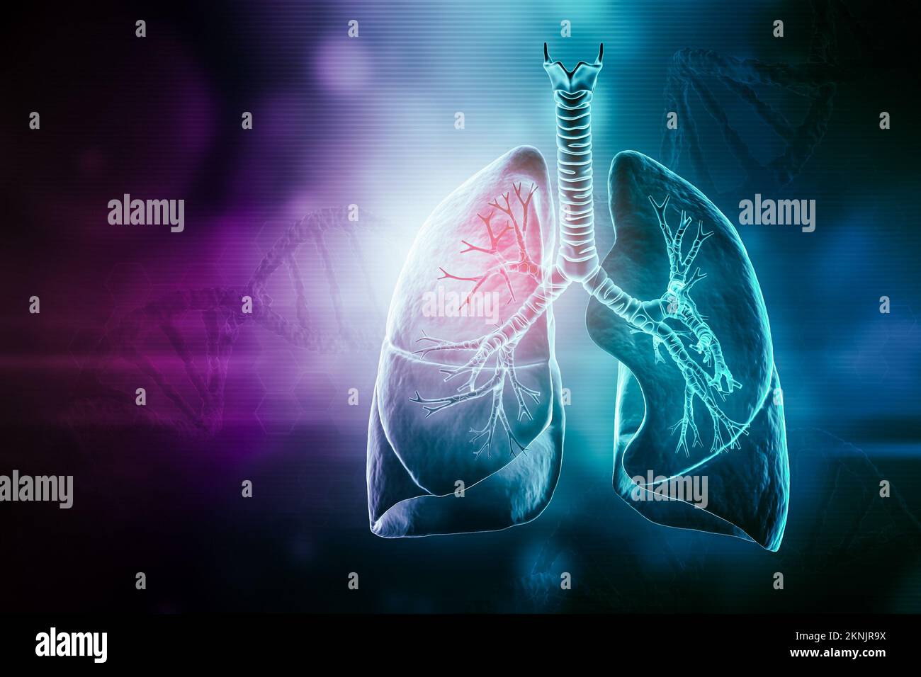 Poumons humains avec trachée et bronchi 3D illustration de rendu avec espace de copie. Anatomie, médecine et santé, biologie, médecine, concepts scientifiques. Banque D'Images