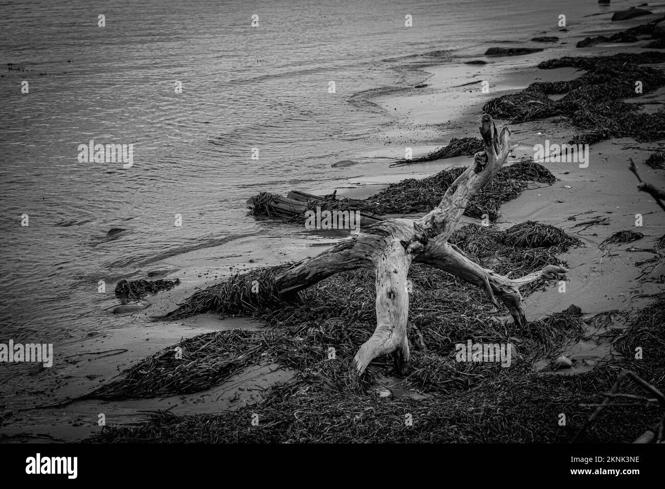 Dérive du bois sur la plage de Wreck Cove, sur l'île McNabs, à l'automne Banque D'Images