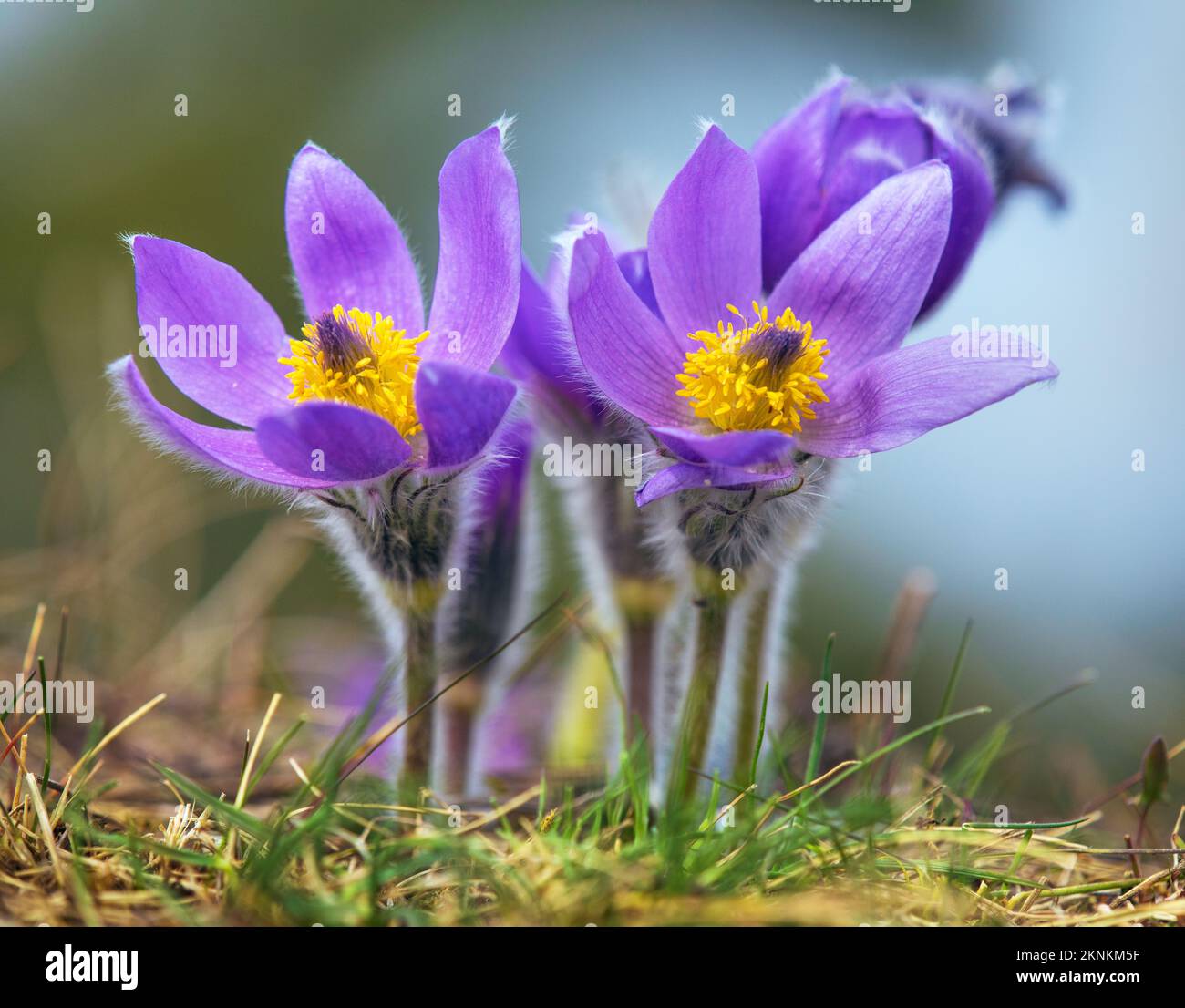 Pasqueflower.Belle fleur bleue de la plus grande fleur de pasque ou de la plus grande fleur de pasqueflower sur la prairie, en latin pulsatilla grandis Banque D'Images