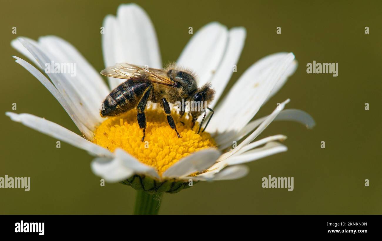 Détail de l'abeille ou de l'abeille en latin APIs mellifera, abeille européenne ou occidentale assise sur la fleur blanche de la Marguerite commune Banque D'Images