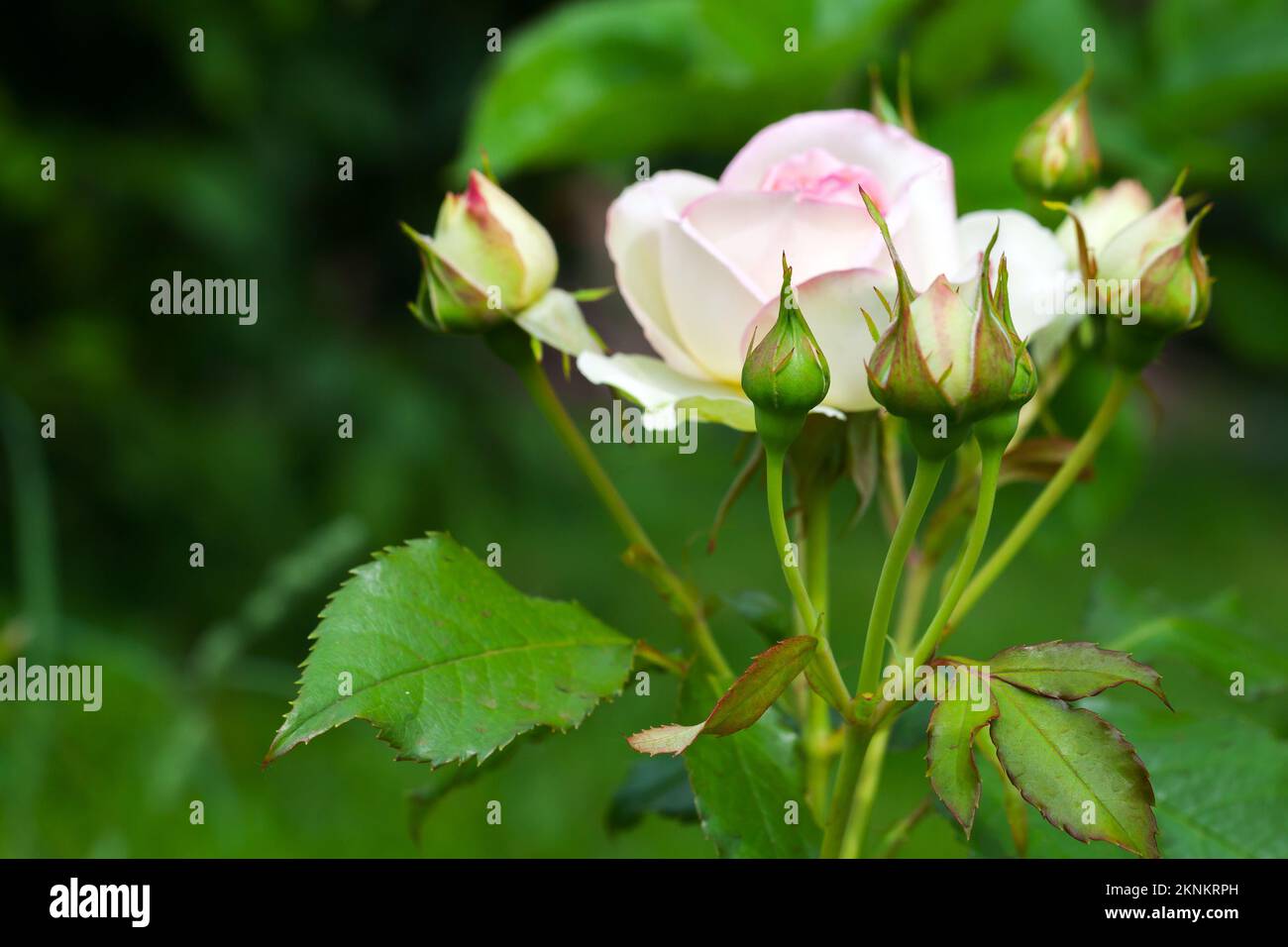 Roses blanches dans un jardin, photo de fleurs cultivées avec un foyer sélectif doux Banque D'Images Roses blanches dans un jardin, photo de fleurs cultivées avec un foyer sélectif doux Banque D'Images