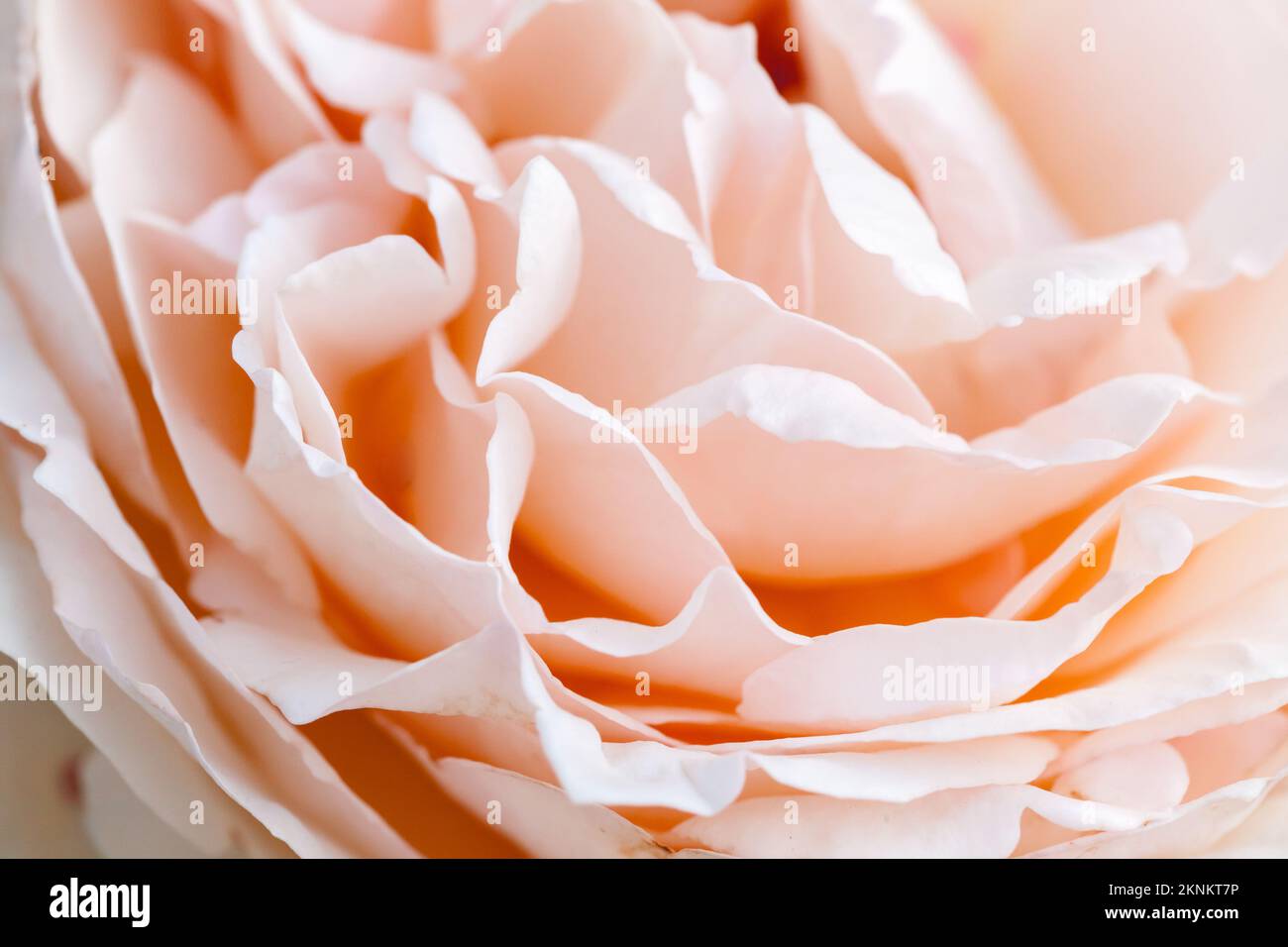 Pétales de rose rose, arrière-plan abstrait de fleur naturelle, photo macro avec une mise au point sélective douce Banque D'Images Pétales de rose rose, arrière-plan abstrait de fleur naturelle, photo macro avec une mise au point sélective douce Banque D'Images