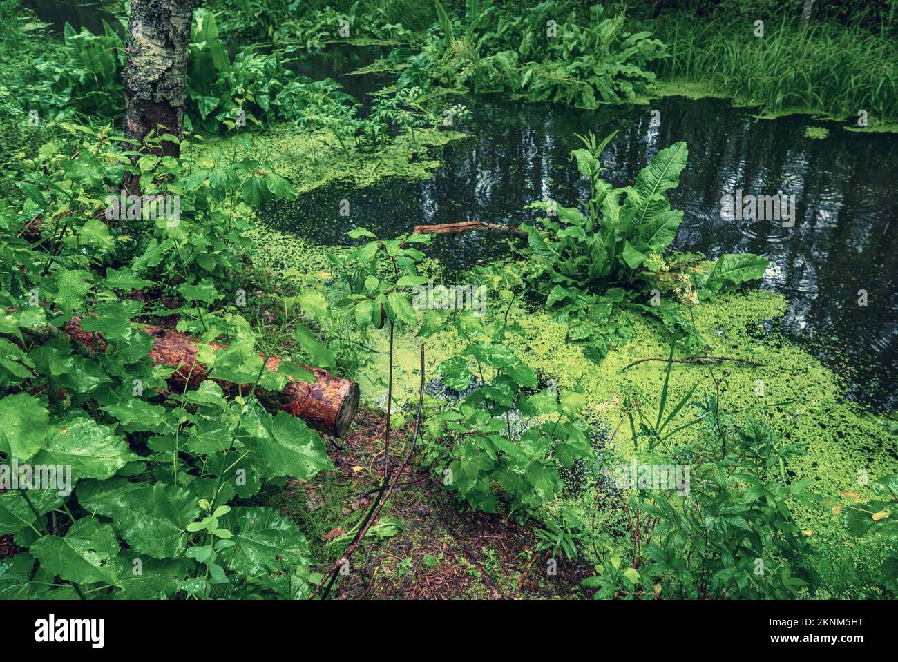 Marais de la forêt Banque D'Images