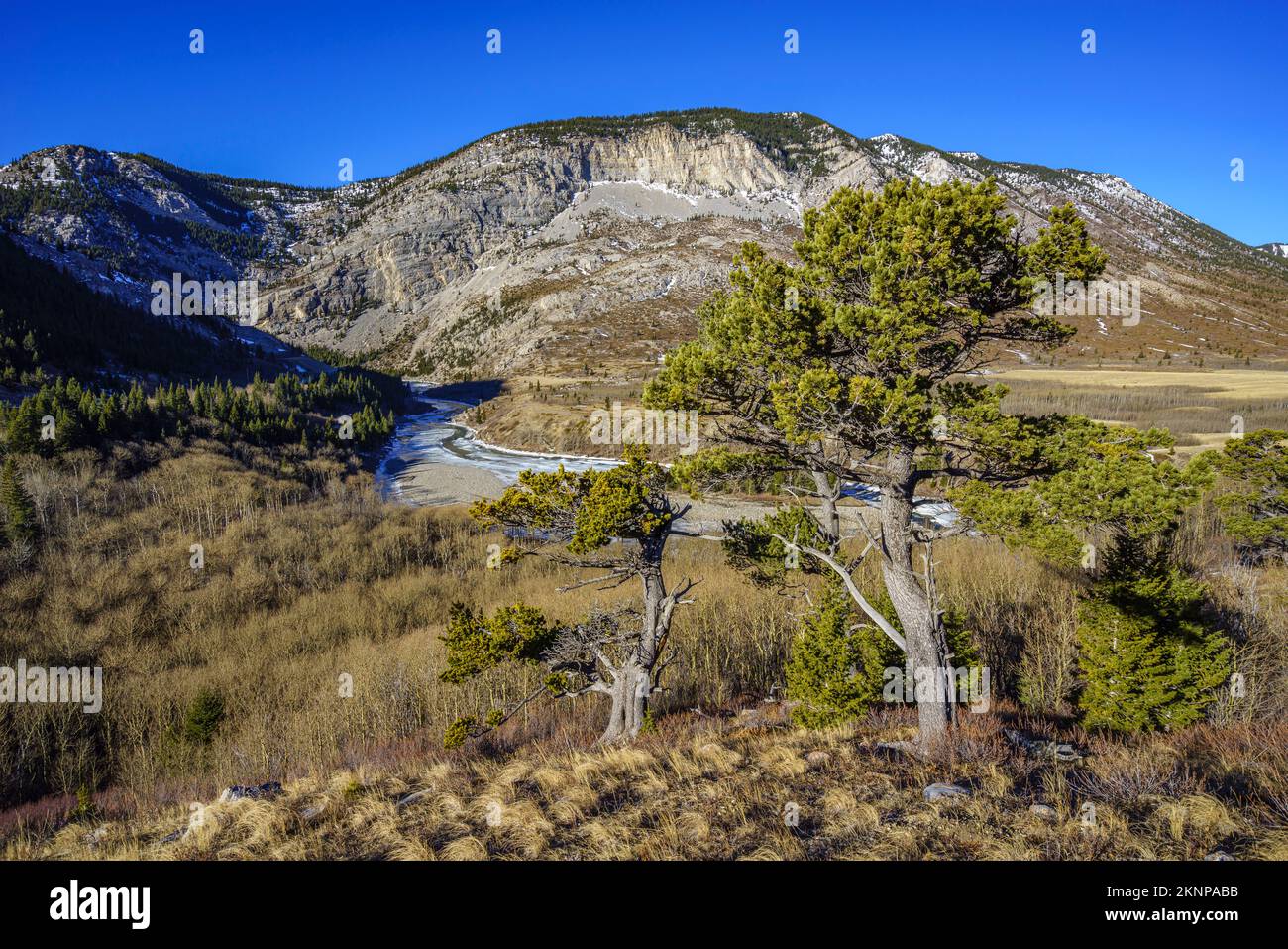 Pins sur une colline surplombant la rivière Oldman et Livingstone Gap dans le sud de l'Alberta Banque D'Images