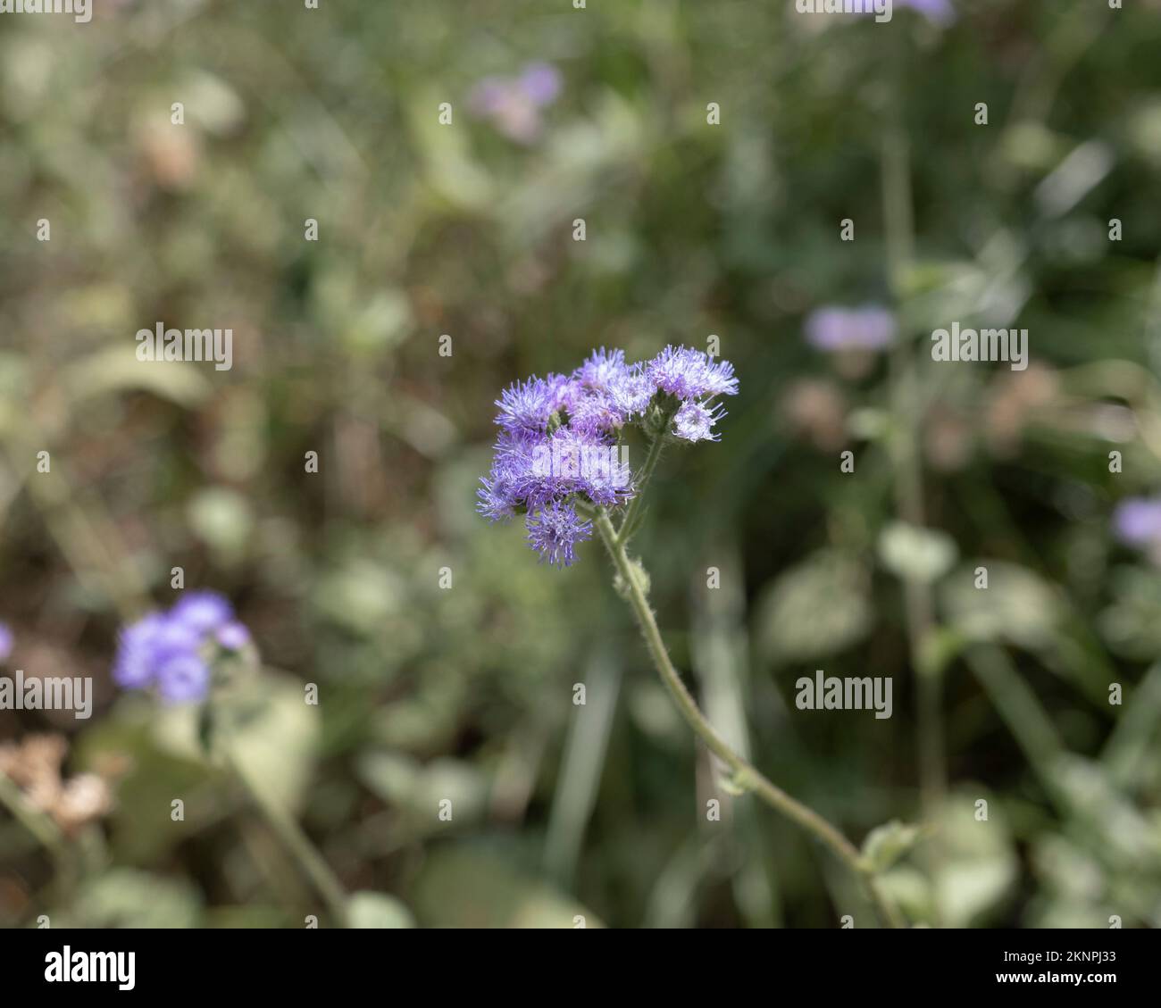 Un cliché sélectif de fleurs d'Ageratum dans un jardin Banque D'Images