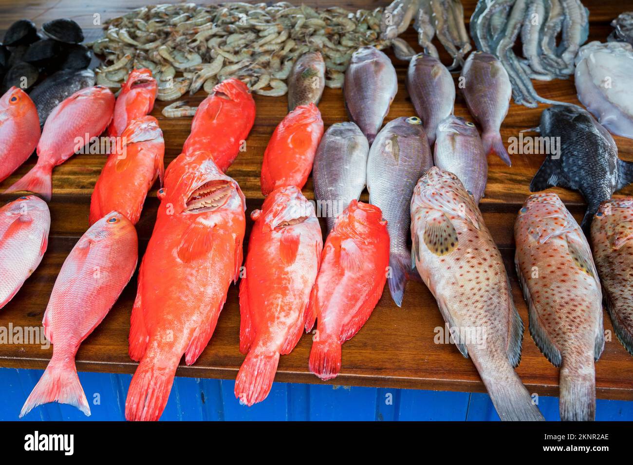 La mer des poissons et fruits de mer en Asie marché près de village des pêcheurs Banque D'Images
