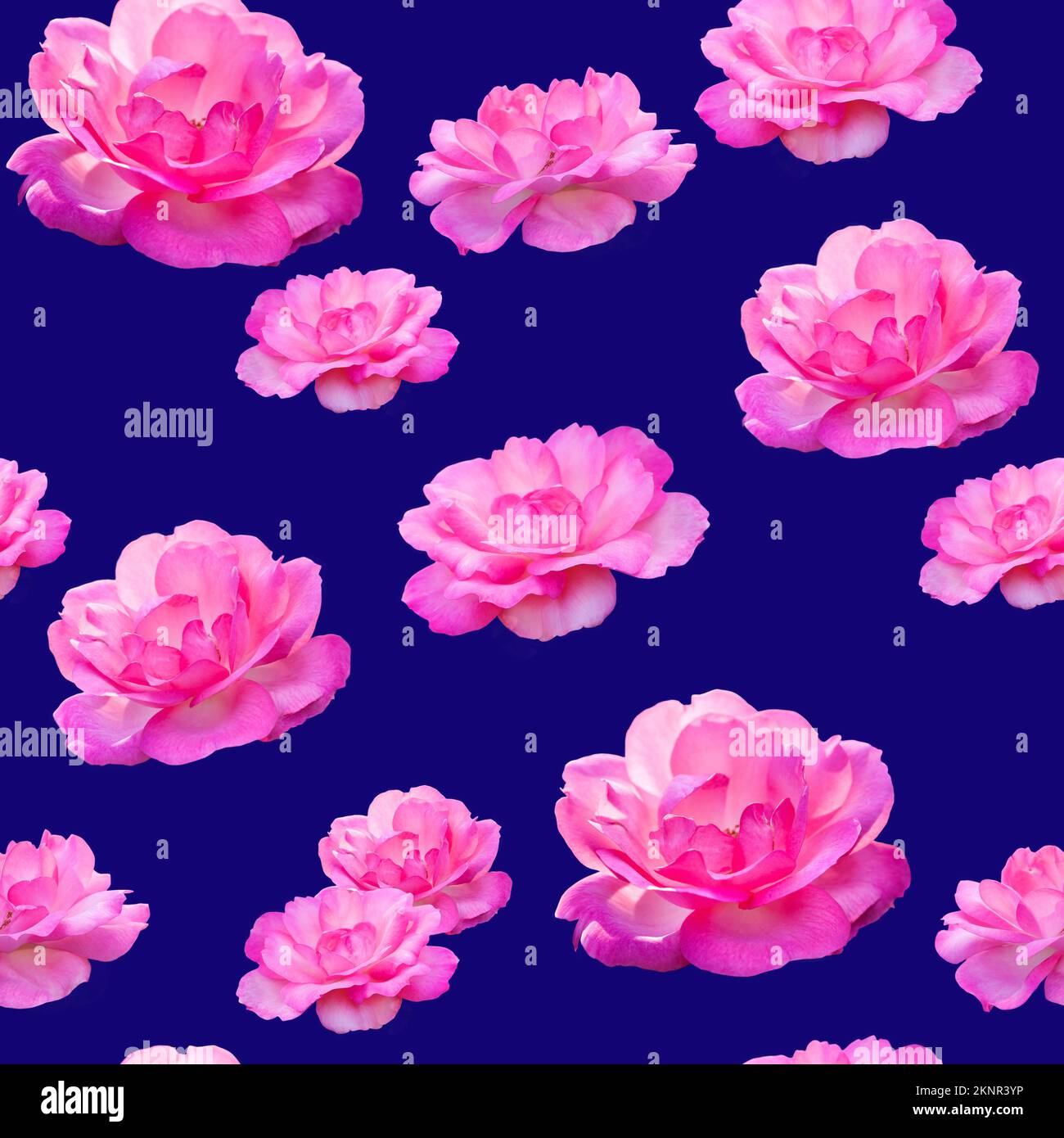 Magnifique motif sans couture de fleurs roses. Motif roses pour un motif sur fond bleu. Banque D'Images