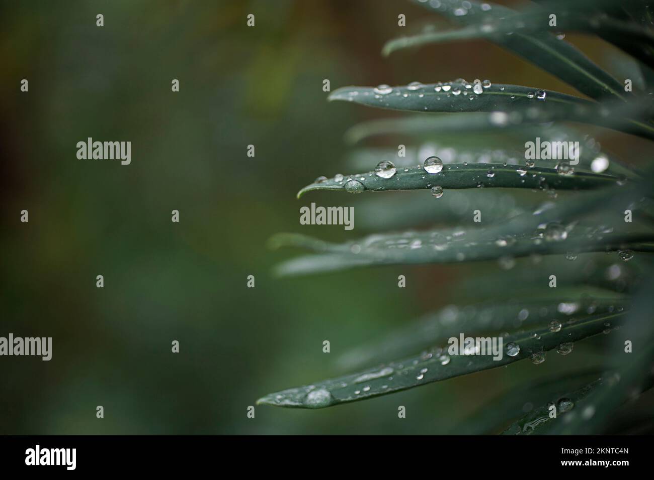 Euphorbia chacias wulfenii Margery poissons avec raindrops Banque D'Images