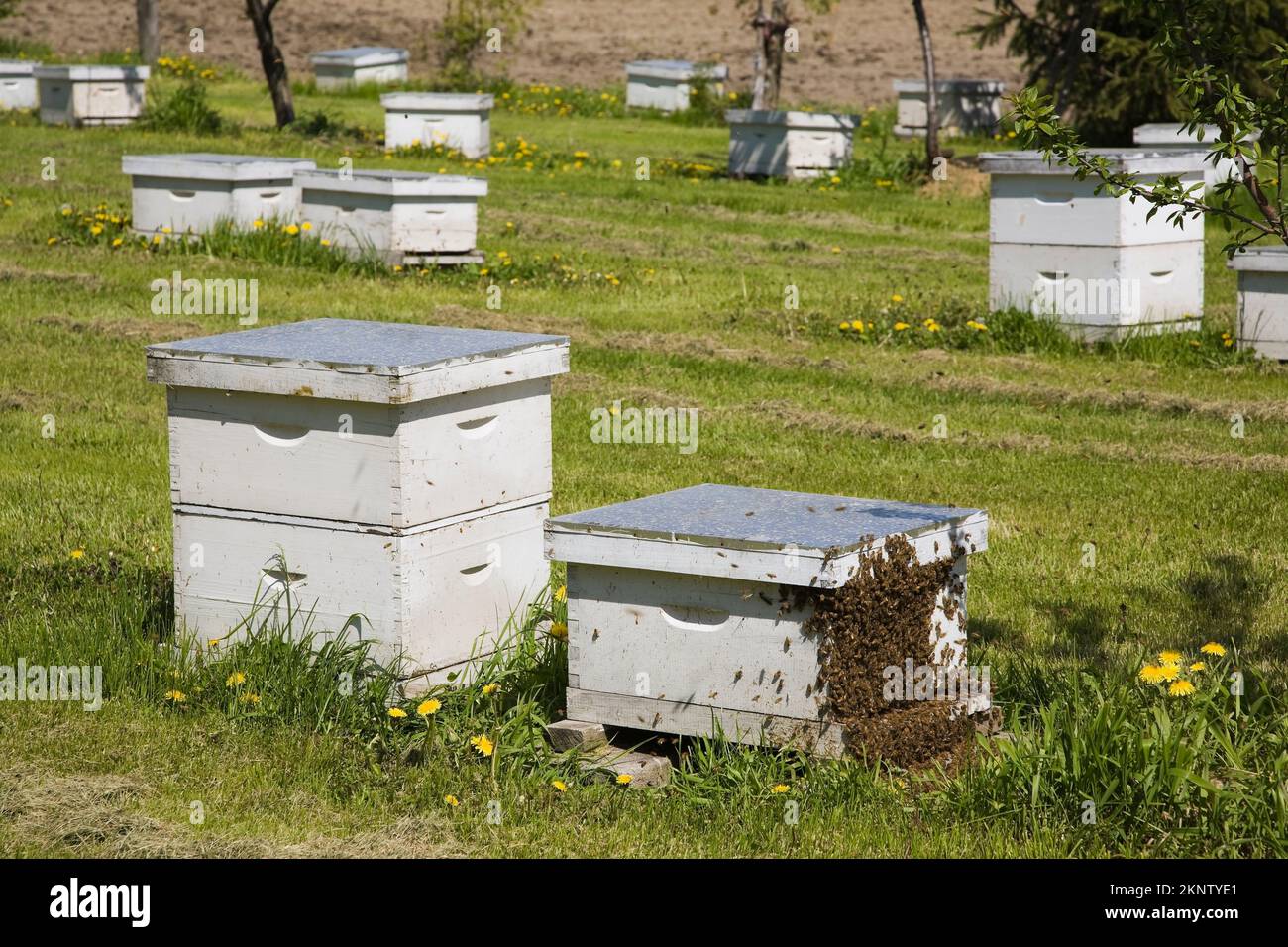 Ruches d'abeilles produisant du miel dans une ferme apicole au printemps. Banque D'Images