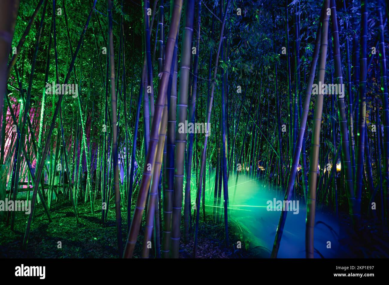 Spectacle de lumière des fêtes du jardin botanique de San Diego produit par WAD Entertainment et Sony Music Banque D'Images