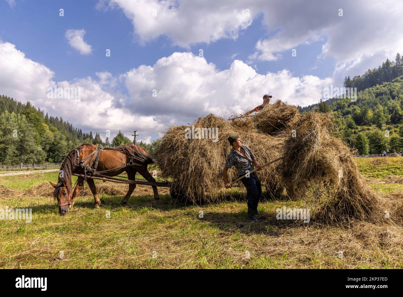 Agriculteurs avec charrette à cheval chargeant du foin dans le village de Vatra Moldoviţei, Roumanie Banque D'Images