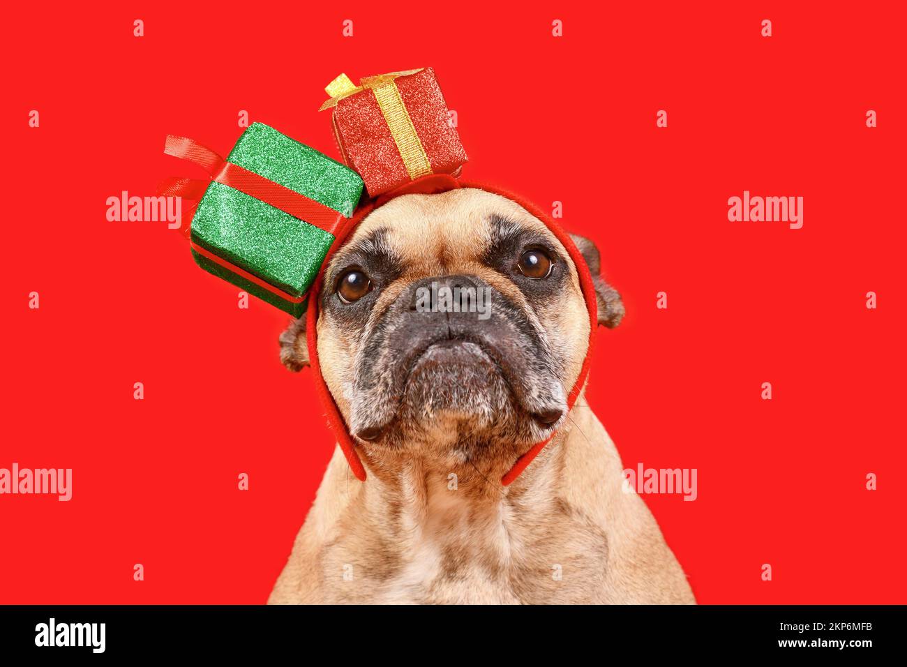Joli Bulldog français avec serre-tête de boîte cadeau Chritsmas sur fond rouge Banque D'Images