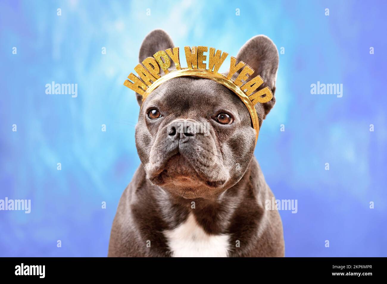 Chien Bulldog français portant un bandeau de fête de la Saint-Sylvestre avec le texte « Happy New year » sur fond bleu Banque D'Images