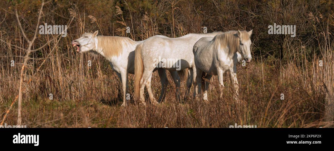Chevaux blancs de Camargue dans le sud de la France. Les chevaux élevés en liberté au milieu des taureaux de Camargue dans les étangs de Camargue. Formés pour être débarrassés Banque D'Images