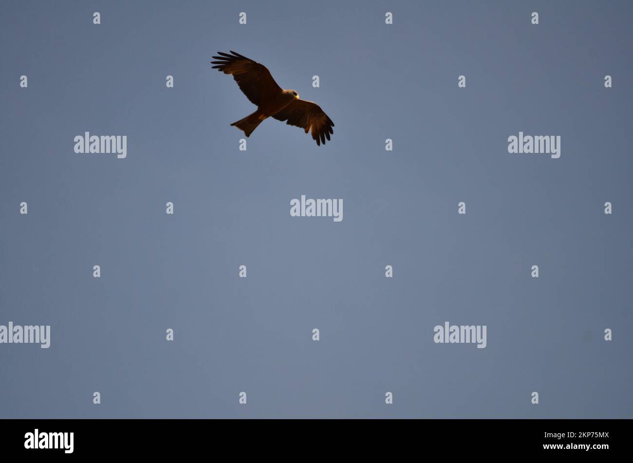 Milan oiseau noir cerf-volant en bleu ciel Namibie Afrique Banque D'Images