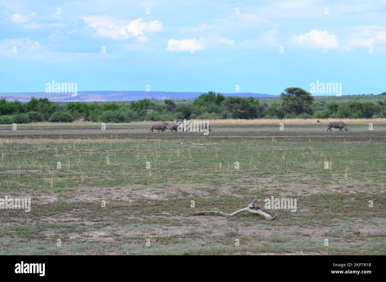 Groupe de rhinocéros blancs en savane Namibie Afrique Breitmaul Nashorn Banque D'Images