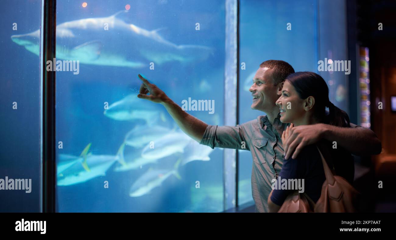 Plongez dans la profondeur. un jeune couple regardant le poisson dans un aquarium. Banque D'Images