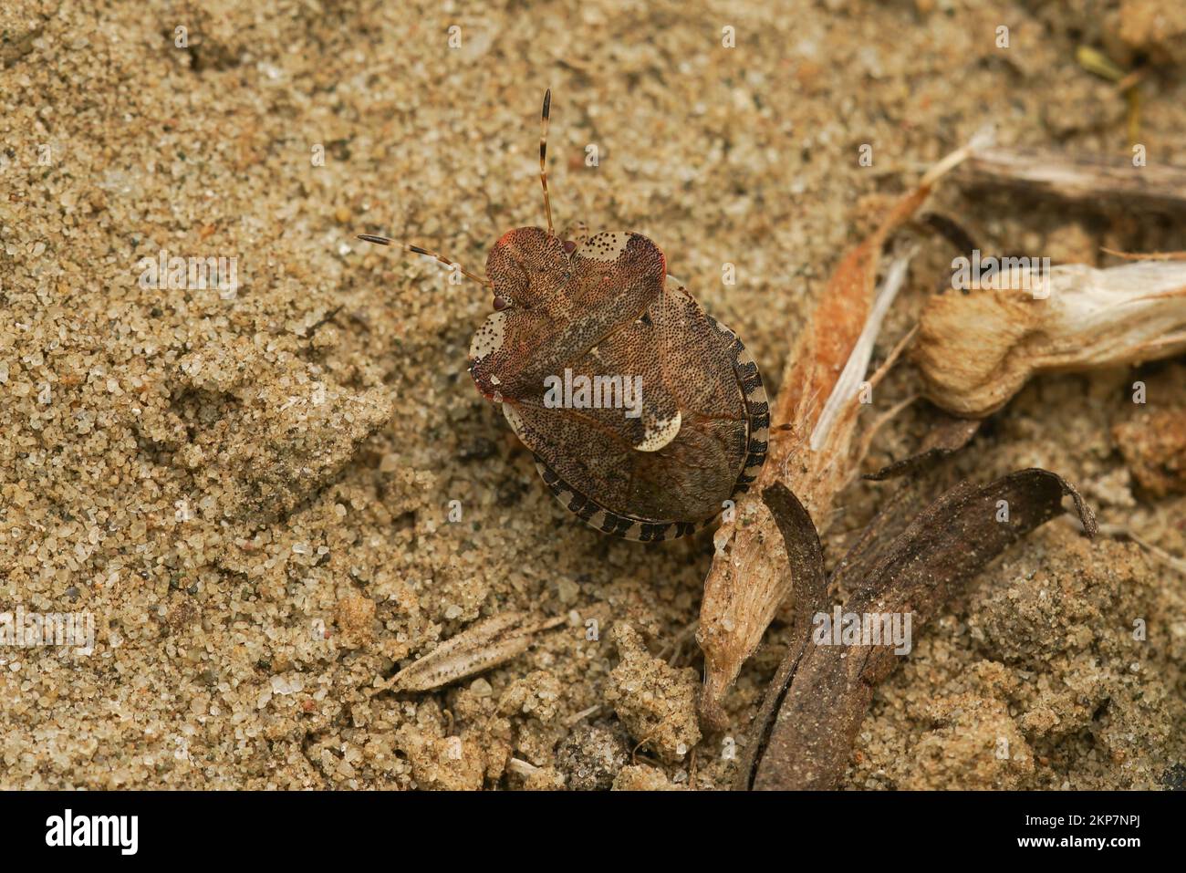 Gros plan détaillé sur un insecte européen brun de bouclier de paille de lit, Dyroderes umbraculatus sur le sol Banque D'Images