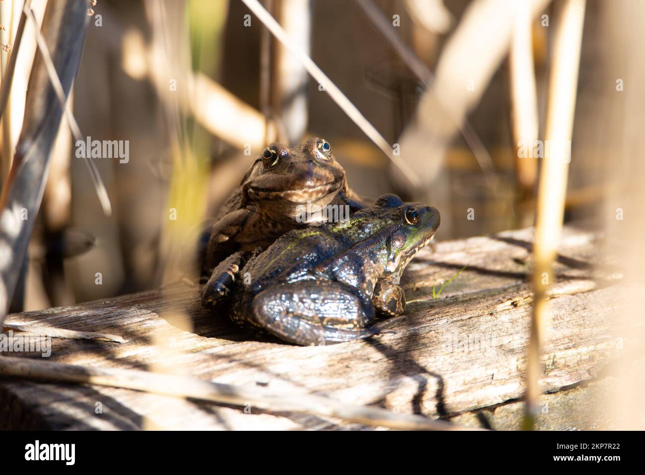 Aga toad, bufo marinus assis sur une bûche d'arbre, habitant d'amphibiens dans le système écologique des zones humides, Haff Reimech Banque D'Images