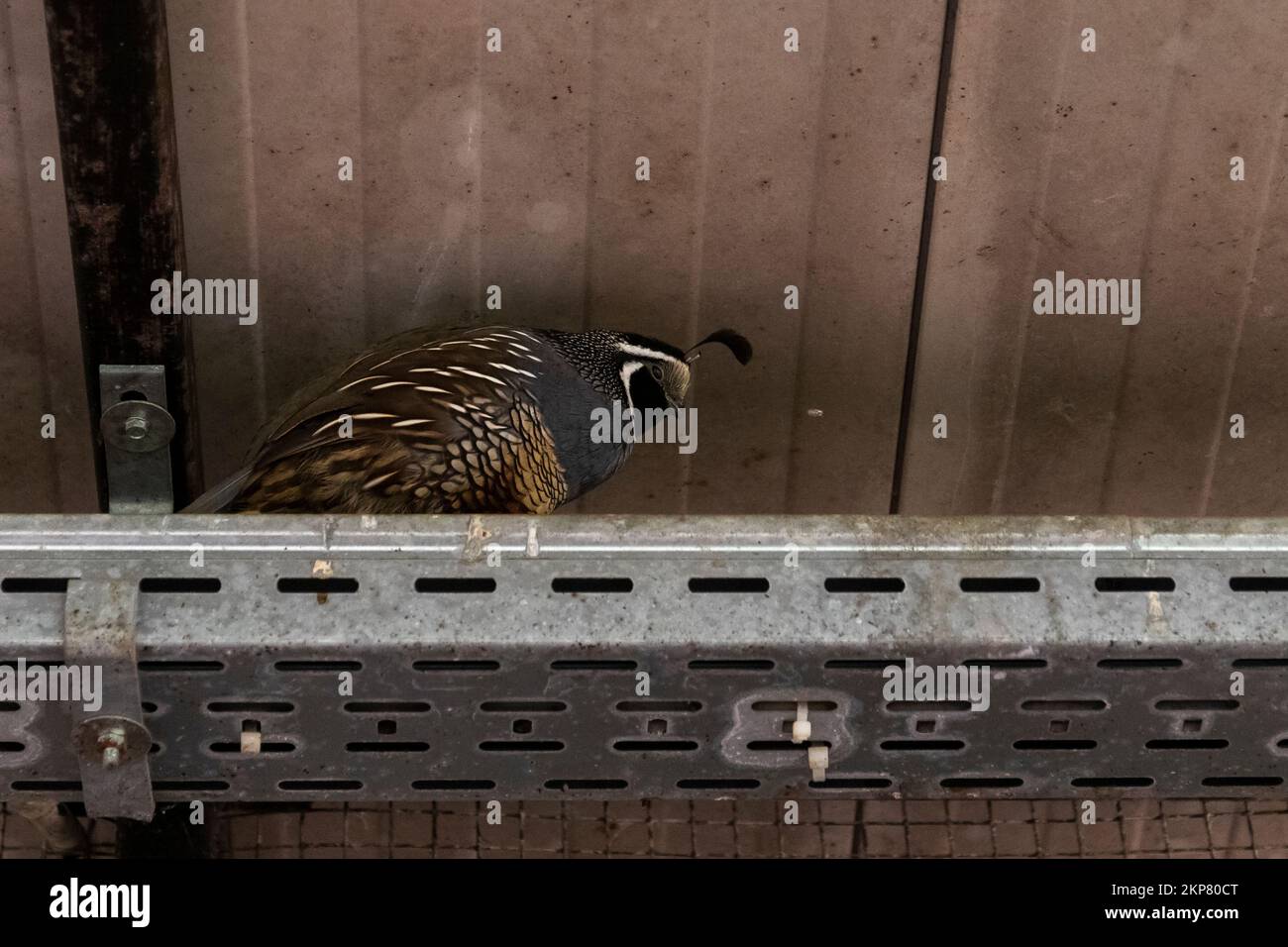 Vue rapprochée à faible angle d'un Quail de Californie qui se trouve sur une structure sous le plafond en bois Banque D'Images