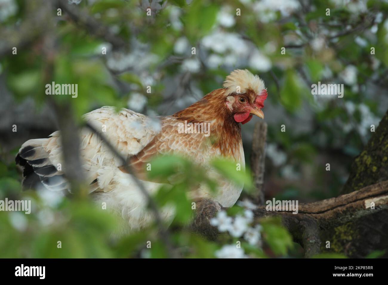 Volaille domestique, poulet de race libre, Sulmtaler, sur l'arbre de roosting dans une cerise sauvage en fleur, Basse-Autriche, Autriche, Europe Banque D'Images