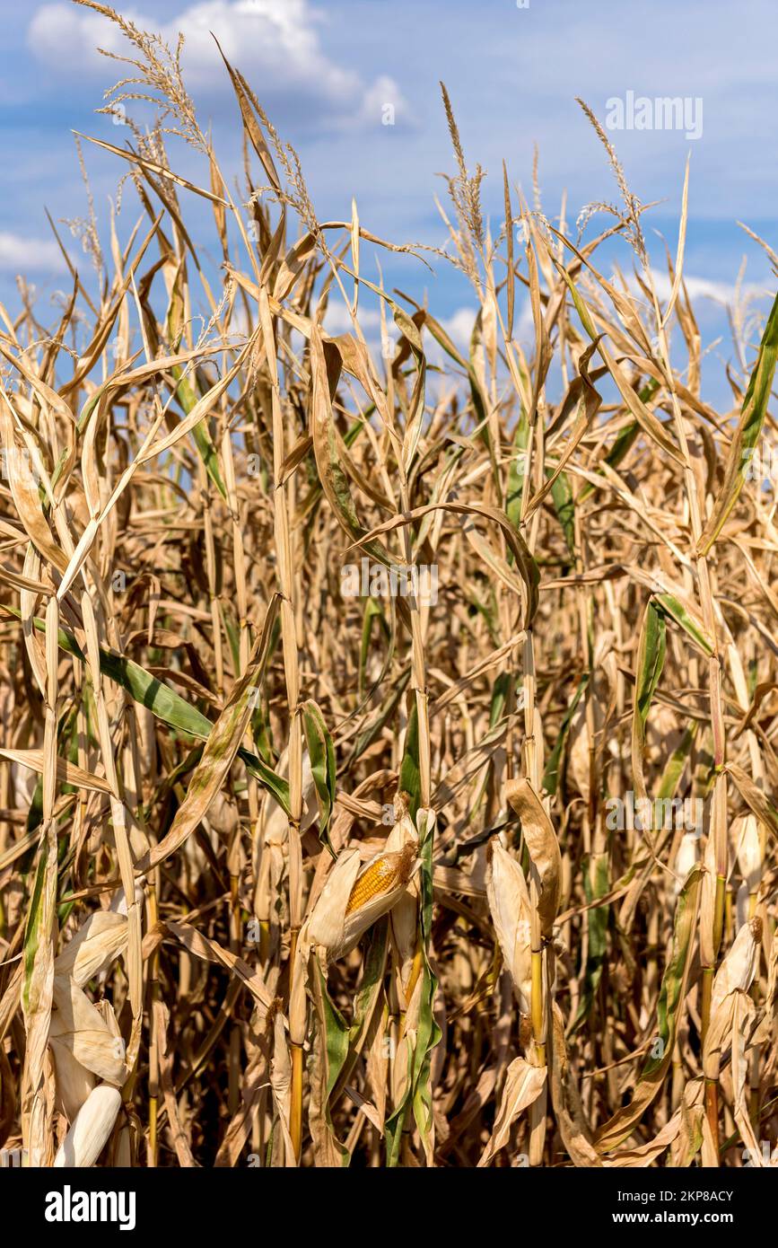 Maïs, champ de maïs (Zea mays), séché, avivé, dégâts de récolte, chaleur, Sécheresse, pénurie d'eau, changement climatique, Hesse, Allemagne, Europe Banque D'Images