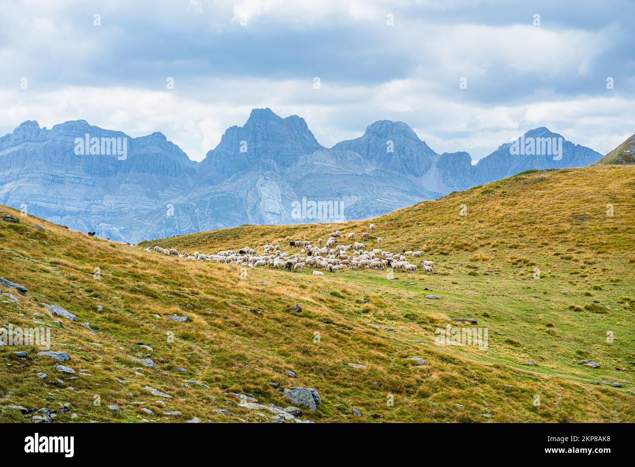 Troupeau de moutons dans le paysage de montagne, Pyrénées espagnoles Banque D'Images