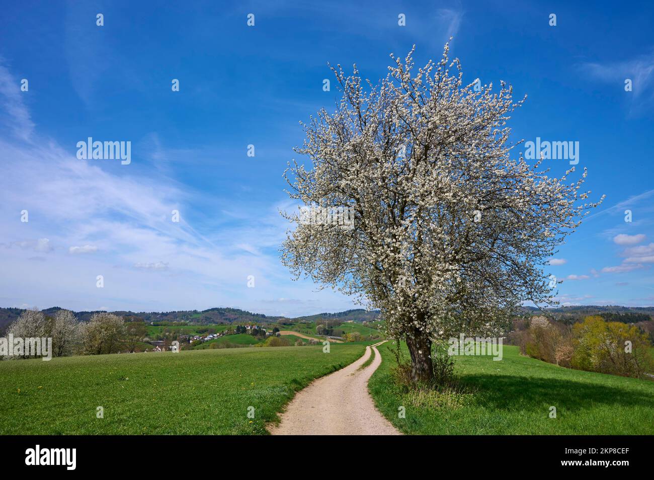 Paysage, sentier de campagne, cerisier, fleurs, chaîne de montagnes basse, Spring, Birkenau, Odenwald, Hesse, Allemagne, Europe Banque D'Images