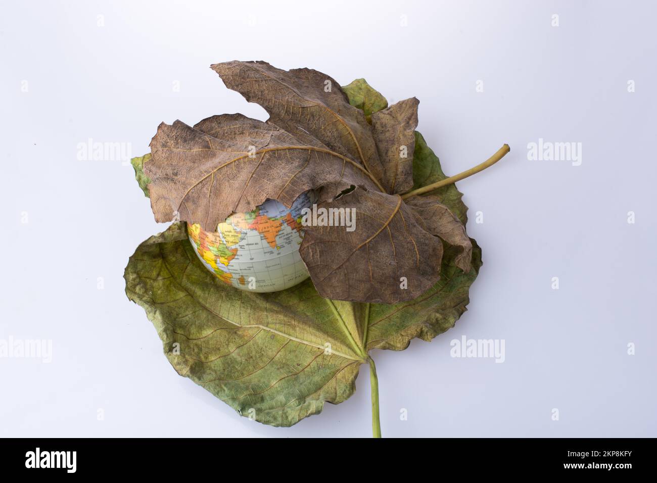 Petit modèle globe placé entre deux grandes feuilles d'automne Banque D'Images