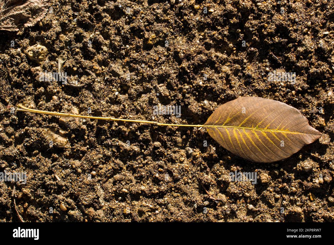 Une feuille sèche séparée des temps d'automne Banque D'Images