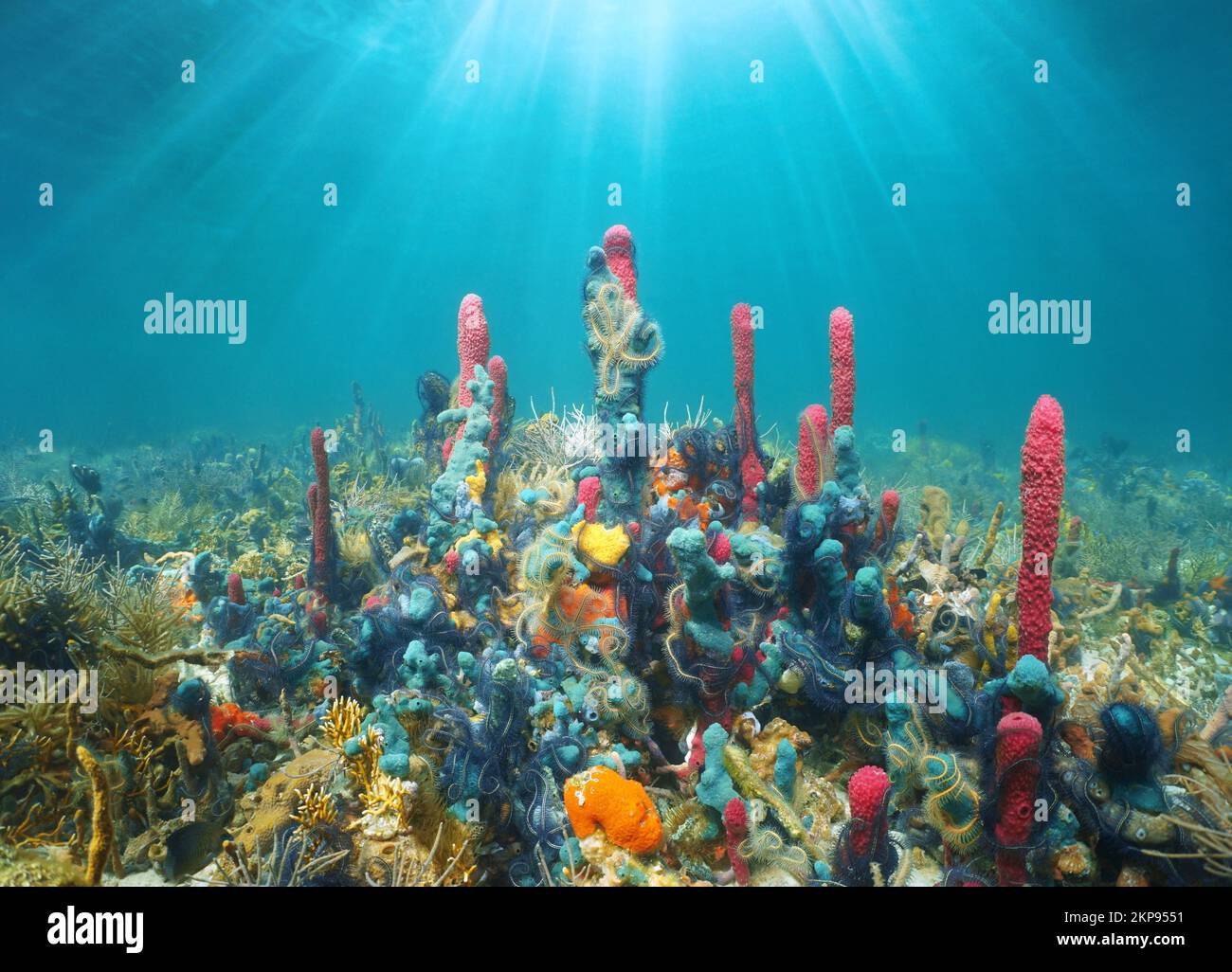Soleil sous l'eau avec la vie marine colorée dans la mer des Caraïbes (récif avec des éponges de mer et des étoiles fragiles), Amérique centrale Banque D'Images
