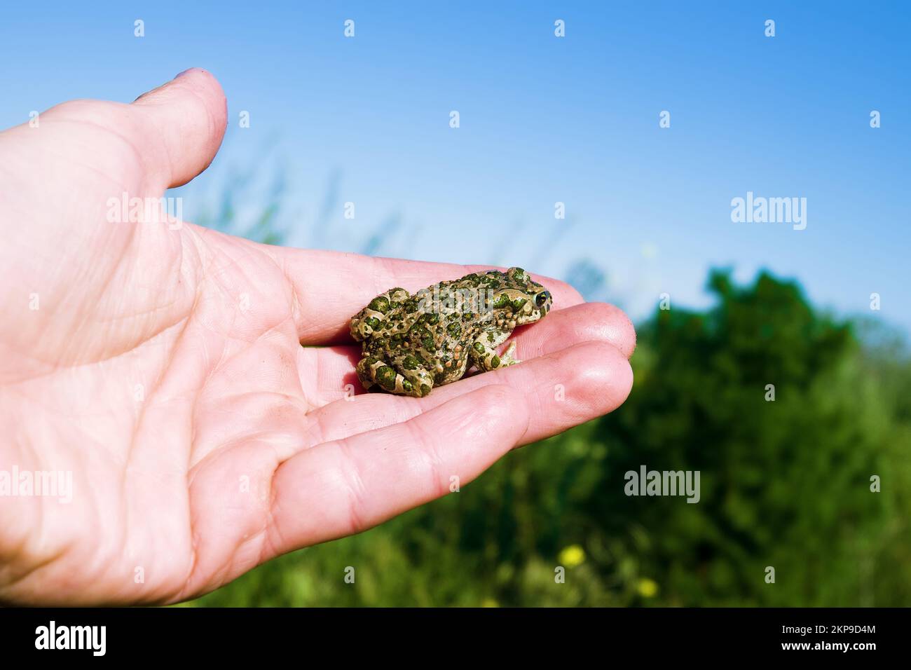 Un jeune crapaud (crapaud variable, Bufo viridis) se cache sur le bras d'un homme. Coloration assimilative (pas dans ce cas) et sécrétions toxiques sur la peau (laver yo Banque D'Images