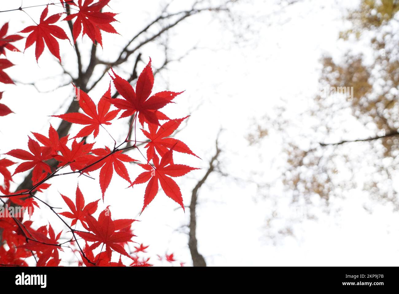 Silhouette de feuille d'érable rouge dans le style de coup de pinceau