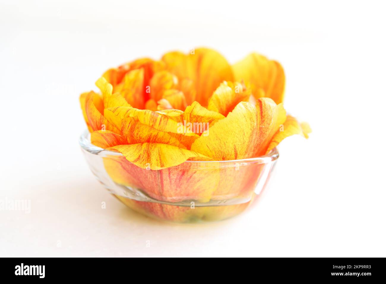 Tulipe rouge et jaune moelleuse dans un petit bol en verre sur blanc Banque D'Images